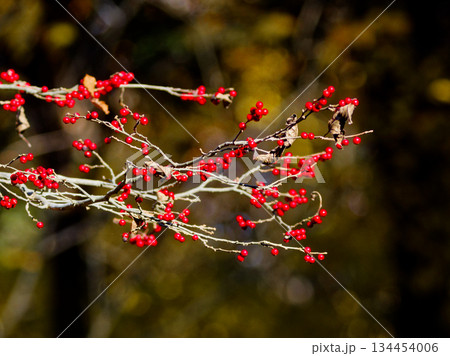 モチノキ科ウメモドキの赤い果実 134454006