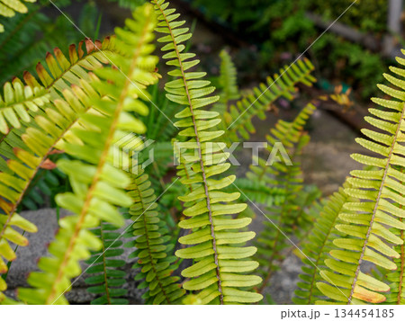 胞子を宿すシダの生命力 静かに続く緑の時間 Fern with Spores Full of Lif 134454185