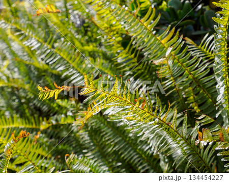 胞子を宿すシダの生命力 静かに続く緑の時間 Fern with Spores Full of Lif 134454227