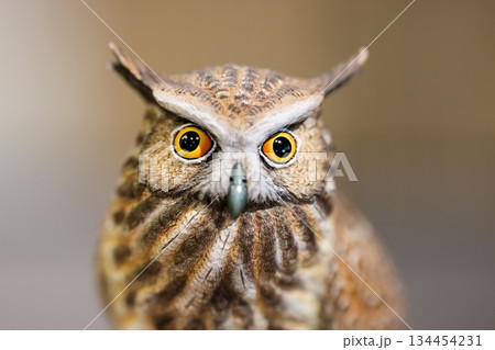 Close-up of the Owl Decor for Home, small Owl Statue Owl Figurines. Home Decoration. Close-up of the Owl Decor for Home, small Owl Statue Owl Figurines. Home Decoration. 134454231