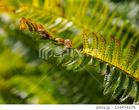 胞子を宿すシダの生命力 静かに続く緑の時間 Fern with Spores Full of Lif 134454276
