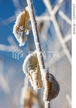 Frosty leaves clinging to a delicate branch, embraced by the quiet beauty of winter and a bright blue sky, creates a scene of peaceful hibernation. 134454327