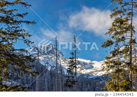 Snow-capped mountain behind a forest, with evergreen trees lining the base and bare trees in the foreground. The sky is blue. High Tatras National Park, Slovakia, Europe. 134454343