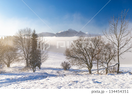 Snowy winter landscape in a misty sunny morning. The Mala Fatra national park in northwest of Slovakia, Europe. 134454351