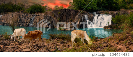 Cows at beautiful Tad Faed waterfall. Laos landscape. Panorama 134454482