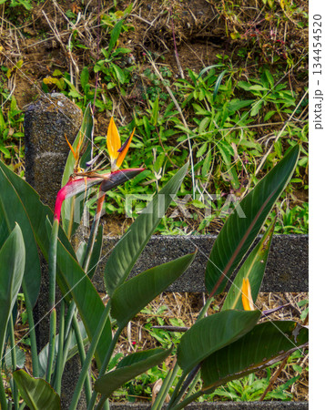 人気のない駅を彩るストレリチア 静寂に咲く熱帯の花 Strelitzia at Quiet Stat 人気のない駅を彩るストレリチア 静寂に咲く熱帯の花 Strelitzia at Quiet Stat 134454520