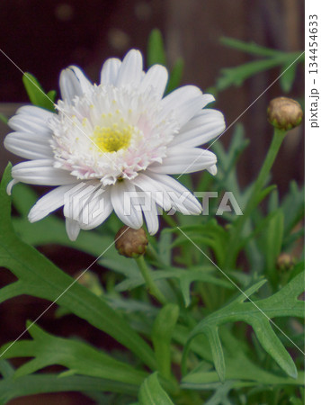 静かに咲く白いマーガレット 冬の始まりを告げる花 White Marguerite Flower 134454633