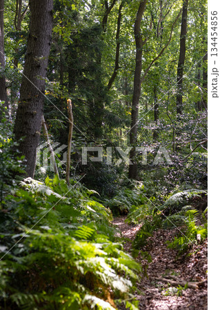 Aachen, North Rhine-Westphalia , Germany, August 23rd, 2025, Serene forest trail, Tranquil trail 134454856