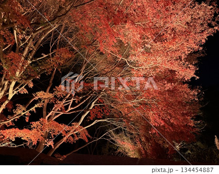 ライトアップされた紅葉 134454887