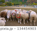 服部牧場で放牧されているヒツジ達の様子 134454903