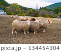 服部牧場で放牧されているヒツジ達の様子 134454904