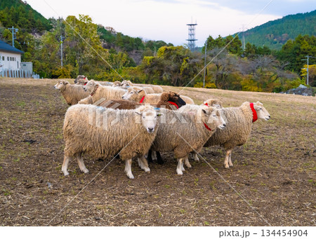 服部牧場で放牧されているヒツジ達の様子 134454904
