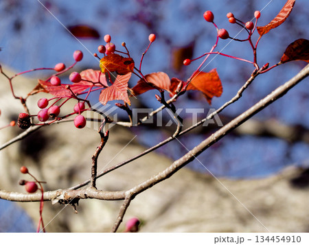 アズキナシの赤い実 アズキナシの赤い実 134454910