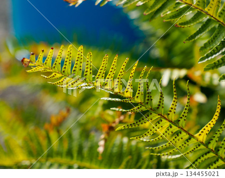 胞子を宿すシダの生命力 静かに続く緑の時間 Fern with Spores Full of Lif 胞子を宿すシダの生命力 静かに続く緑の時間 Fern with Spores Full of Lif 134455021