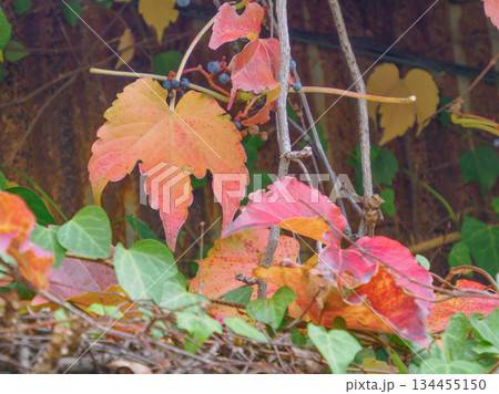 昭和の外壁に残るつた紅葉 時をまとう赤い記憶 Red Ivy on Old Wall 昭和の外壁に残るつた紅葉 時をまとう赤い記憶 Red Ivy on Old Wall 134455150