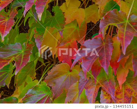 昭和の外壁に残るつた紅葉 時をまとう赤い記憶 Red Ivy on Old Wall 134455151