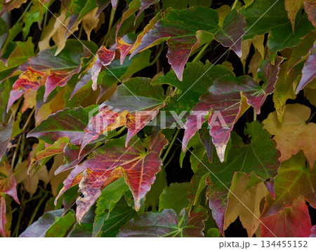 昭和の外壁に残るつた紅葉 時をまとう赤い記憶 Red Ivy on Old Wall 134455152