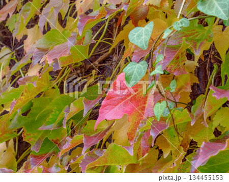 昭和の外壁に残るつた紅葉 時をまとう赤い記憶 Red Ivy on Old Wall 昭和の外壁に残るつた紅葉 時をまとう赤い記憶 Red Ivy on Old Wall 134455153
