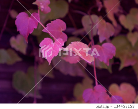 昭和の外壁に残るつた紅葉 時をまとう赤い記憶 Red Ivy on Old Wall 昭和の外壁に残るつた紅葉 時をまとう赤い記憶 Red Ivy on Old Wall 134455155