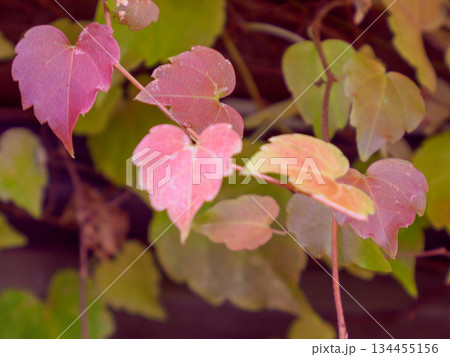 昭和の外壁に残るつた紅葉 時をまとう赤い記憶 Red Ivy on Old Wall 昭和の外壁に残るつた紅葉 時をまとう赤い記憶 Red Ivy on Old Wall 134455156