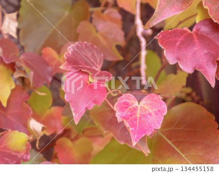 昭和の外壁に残るつた紅葉 時をまとう赤い記憶 Red Ivy on Old Wall 134455158