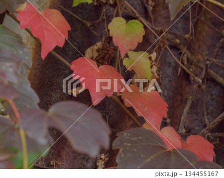昭和の外壁に残るつた紅葉 時をまとう赤い記憶 Red Ivy on Old Wall 134455167