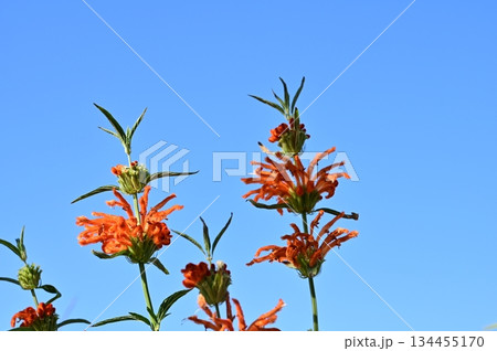 ライオンズイヤー（シソ科）レオノチス属 134455170