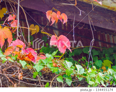 昭和の外壁に残るつた紅葉 時をまとう赤い記憶 Red Ivy on Old Wall 134455174