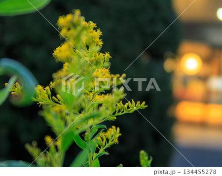 駅前に咲く黄色の野花 都会と自然の境界 Yellow Wildflower by Station 駅前に咲く黄色の野花 都会と自然の境界 Yellow Wildflower by Station 134455278