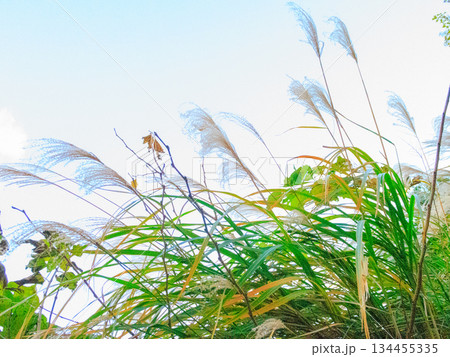 冬空へ伸びるススキ 静かな季節の移ろい Silver Grass Reaching Winter S 冬空へ伸びるススキ 静かな季節の移ろい Silver Grass Reaching Winter S 134455335