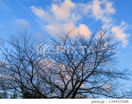 冬空に向かって深呼吸 静かな時間が流れる Blue Winter Sky and Bare Tree 冬空に向かって深呼吸 静かな時間が流れる Blue Winter Sky and Bare Tree 134455496