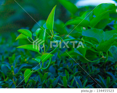 駅前にたたずむつる植物 静かに広がる緑の時間 Green Vine in Quiet Town 駅前にたたずむつる植物 静かに広がる緑の時間 Green Vine in Quiet Town 134455523