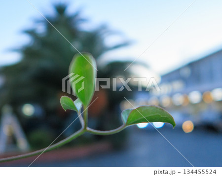 駅前にたたずむつる植物 静かに広がる緑の時間 Green Vine in Quiet Town 駅前にたたずむつる植物 静かに広がる緑の時間 Green Vine in Quiet Town 134455524