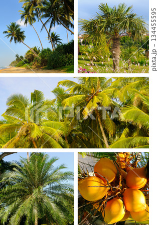 Tropical Palm Tree Collage with Exotic Coconuts and Sandy Beach 134455595