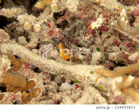珊瑚の隙間隠れるカニ 134455651