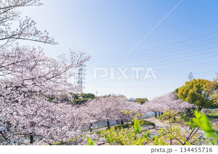 春の荒子川公園、満開の桜〈愛知県名古屋市〉 134455716