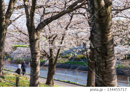 春の荒子川公園、満開の桜〈愛知県名古屋市〉 春の荒子川公園、満開の桜〈愛知県名古屋市〉 134455717