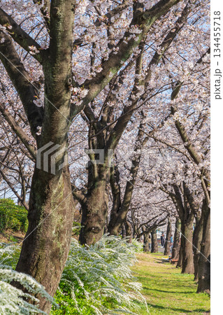 春の荒子川公園、満開の桜〈愛知県名古屋市〉 春の荒子川公園、満開の桜〈愛知県名古屋市〉 134455718