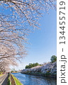 春の荒子川公園、満開の桜〈愛知県名古屋市〉 134455719