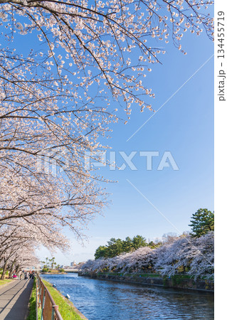 春の荒子川公園、満開の桜〈愛知県名古屋市〉 134455719