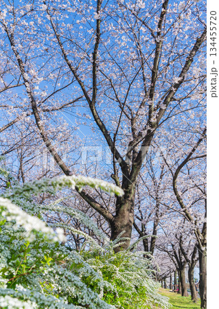 春の荒子川公園、満開の桜〈愛知県名古屋市〉 春の荒子川公園、満開の桜〈愛知県名古屋市〉 134455720