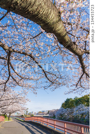 春の荒子川公園、満開の桜〈愛知県名古屋市〉 134455723