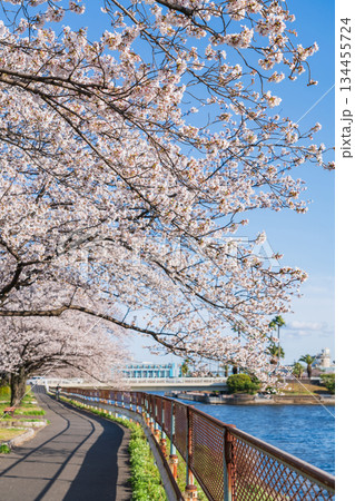 春の荒子川公園、満開の桜〈愛知県名古屋市〉 春の荒子川公園、満開の桜〈愛知県名古屋市〉 134455724