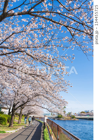 春の荒子川公園、満開の桜〈愛知県名古屋市〉 春の荒子川公園、満開の桜〈愛知県名古屋市〉 134455725