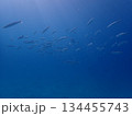 カマス 134455743