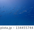 カマス 134455744