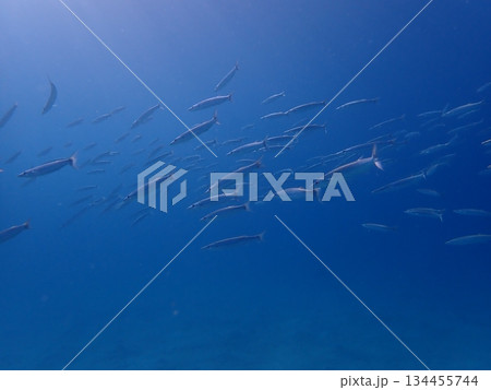 カマス 134455744