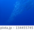 カマスの群れ 134455745