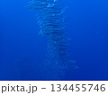 群れ 134455746