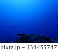 青を知る 134455747